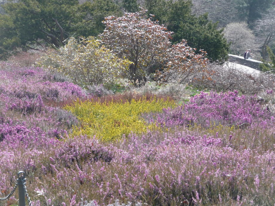 Image Result For Carroll Gardens Dental